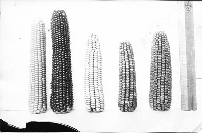 Corn Ears
