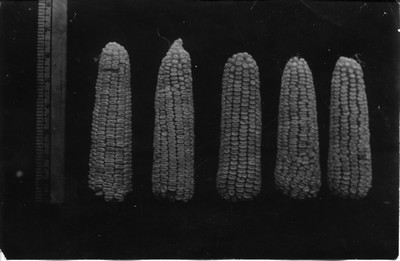 Corn Ears