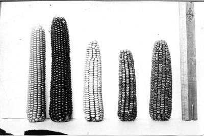 Corn Ears