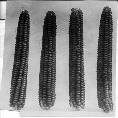Corn Ears