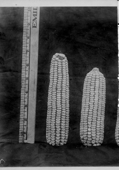 Corn Ears
