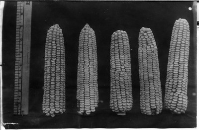 Corn Ears