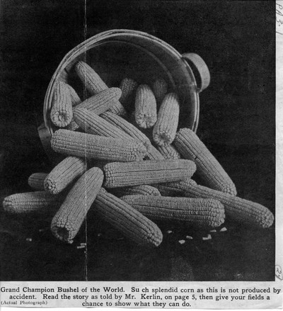 Corn Ears