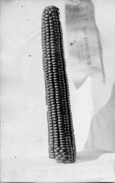 Corn Ears