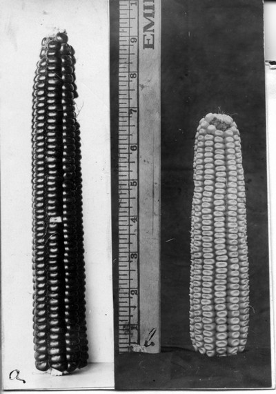 Corn Ears