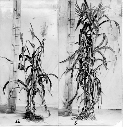 Corn Stalks