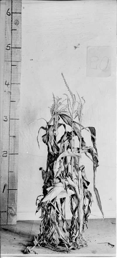 Corn Stalks