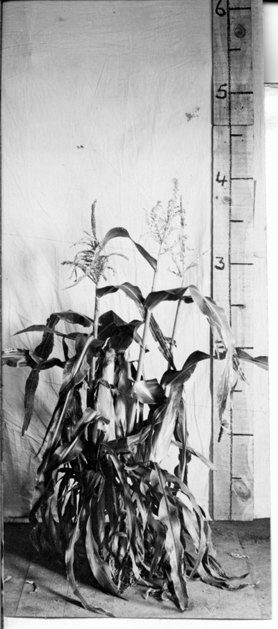 Corn Stalks