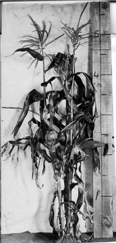 Corn Stalks