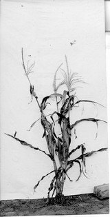Corn Stalks