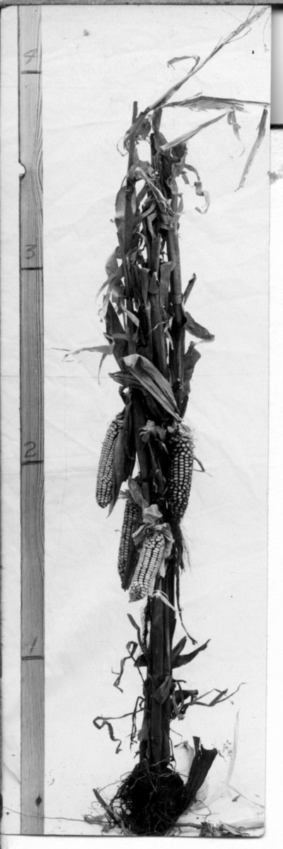 Corn Stalks