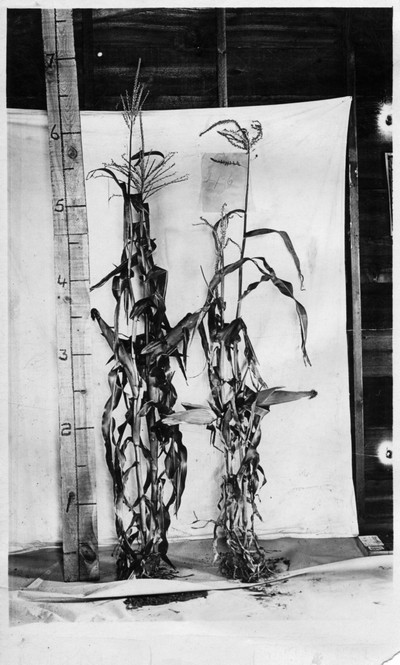Corn Stalks