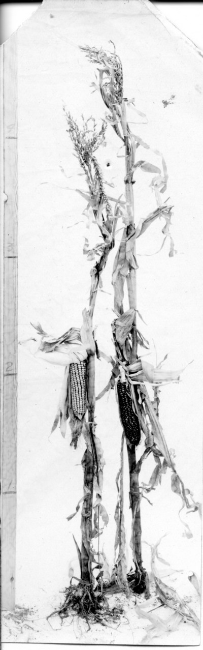 Corn Stalks