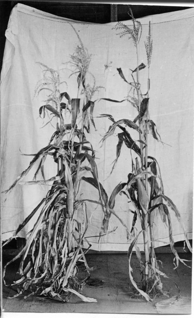 Corn Stalks