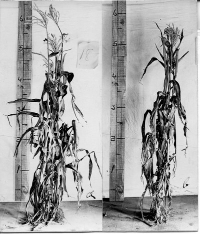 Corn Stalks