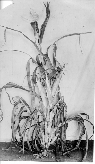 Corn Stalks