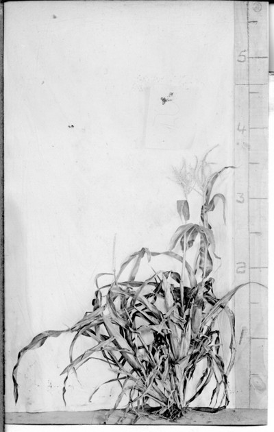 Corn Stalks