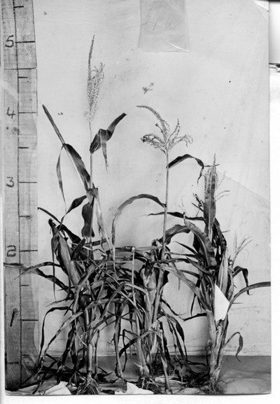 Corn Stalks