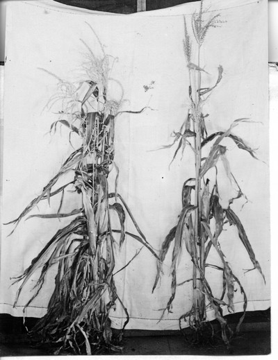 Corn Stalks