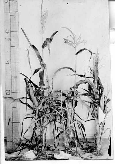 Corn Stalks