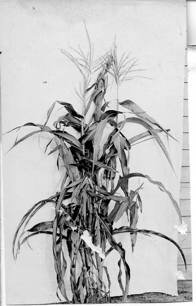 Corn Stalks