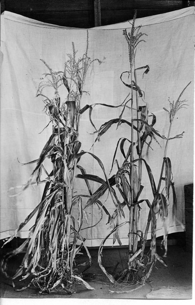 Corn Stalks