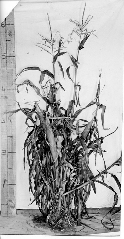 Corn Stalks