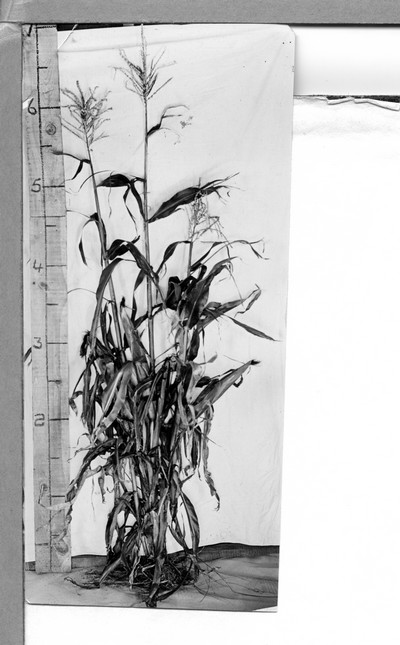 Corn Stalks
