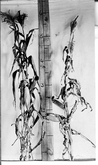 Corn Stalks