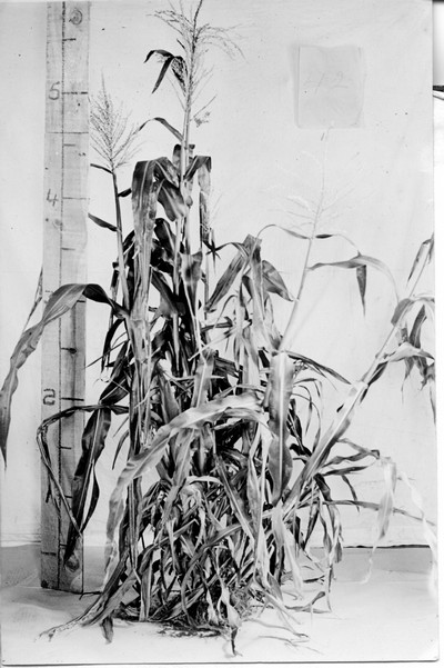 Corn Stalks