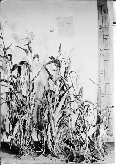Corn Stalks
