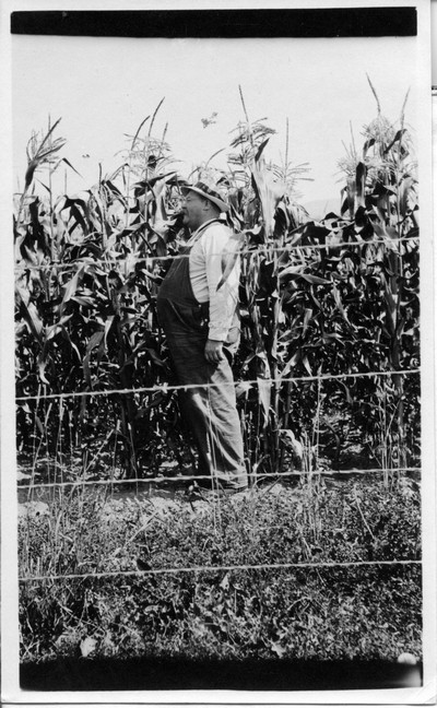 Corn Stalks