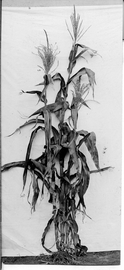 Corn Stalks