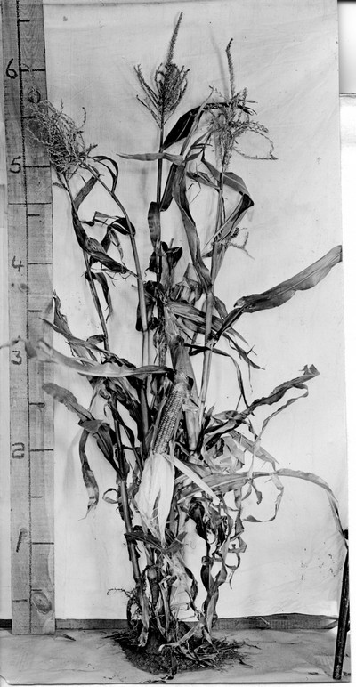 Corn Stalks