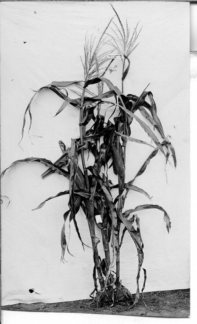 Corn Stalks
