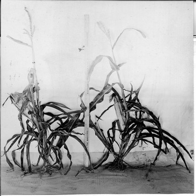 Corn Stalks