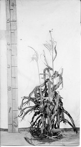 Corn Stalks