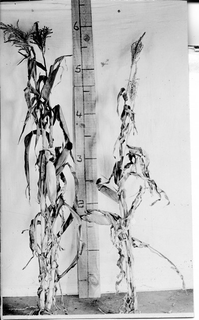 Corn Stalks