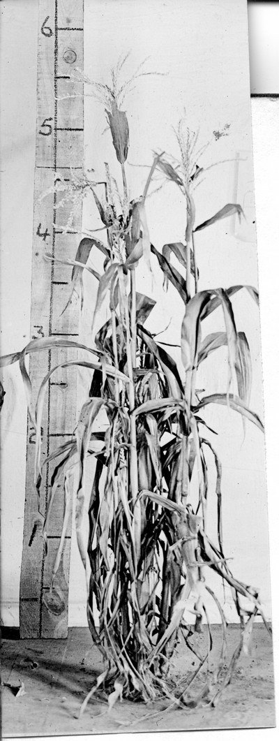 Corn Stalks