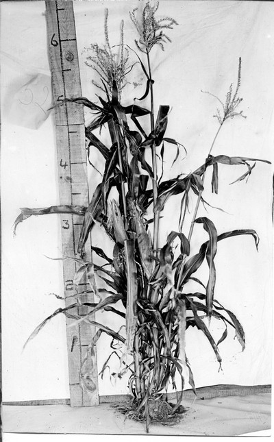 Corn Stalks