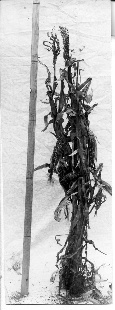 Corn Stalks