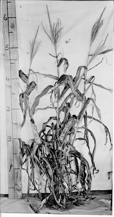 Corn Stalks