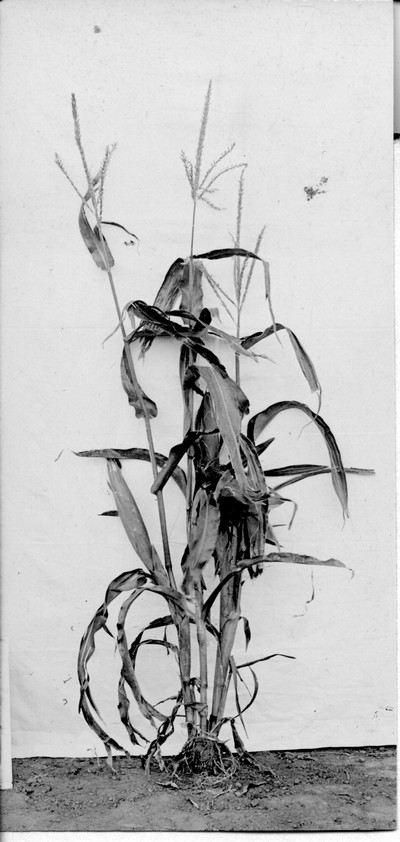 Corn Stalks