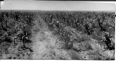 Corn Stalks