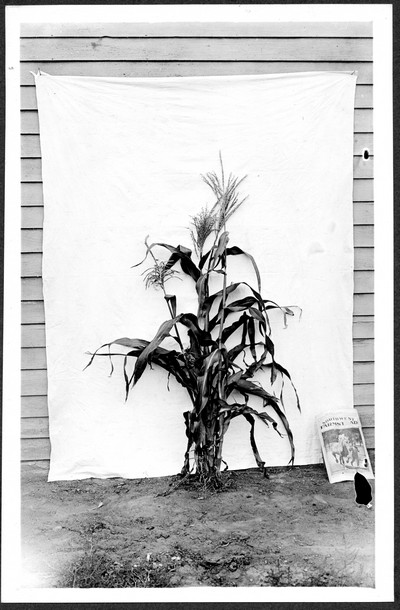 Corn Stalks