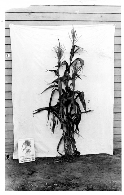 Corn Stalks