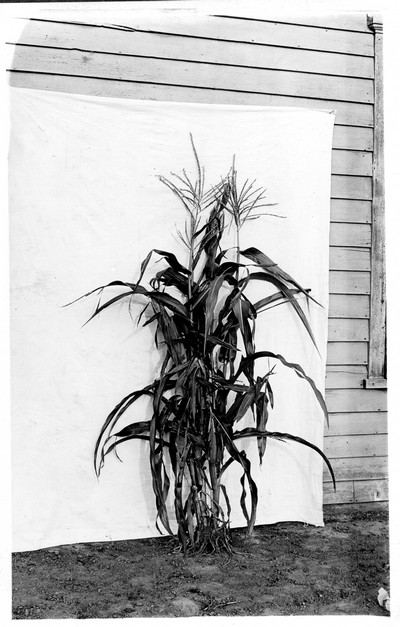 Corn Stalks