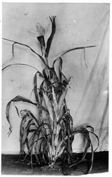 Corn Stalks