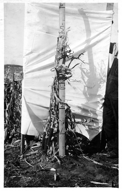Corn Stalks