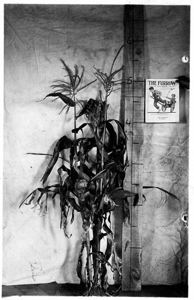 Corn Stalks